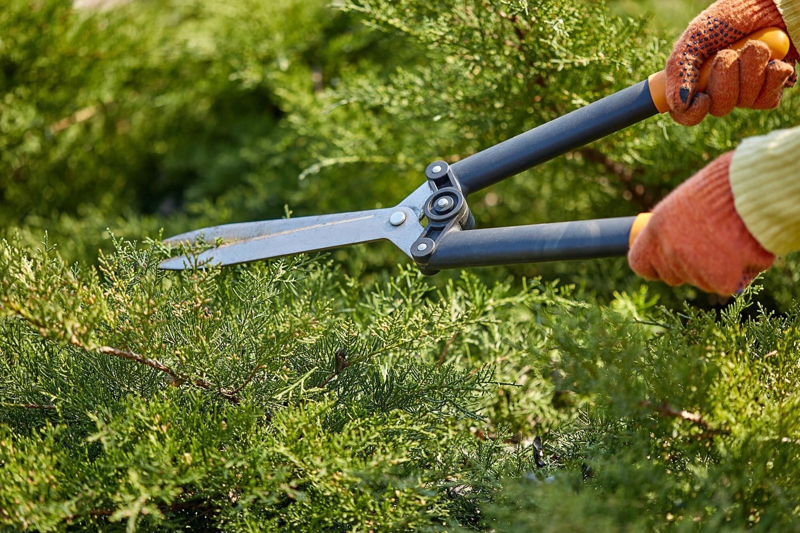imageye___-_imgi_43_hands-gardener-orange-gloves-are-trimming-overgrown-green-shrub-using-hedge-shears-sunny-backyard-worker-landscaping-garden-close-up_639032-841
